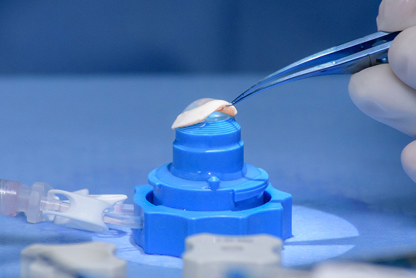 Curso Básico de Transplante